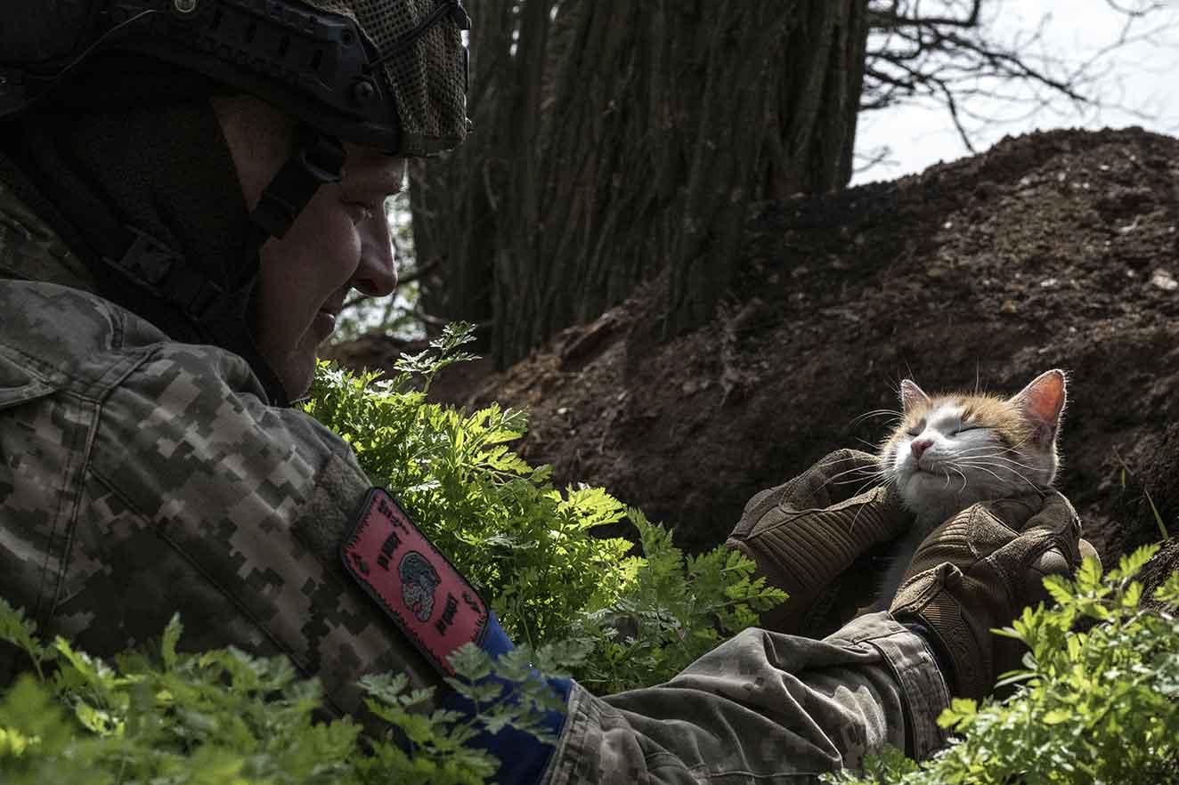 Фауна окопів